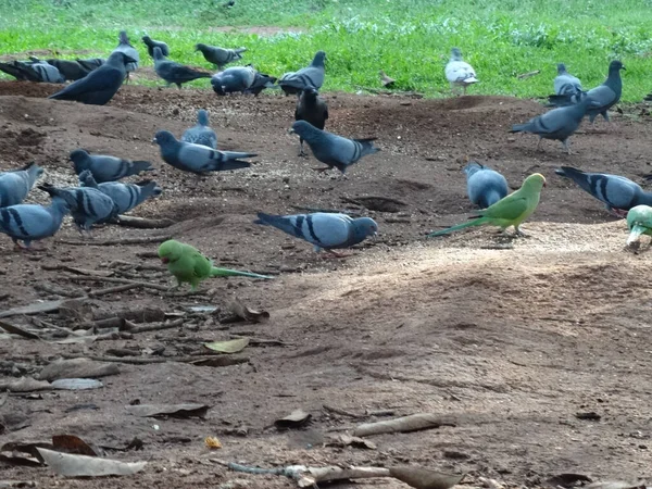 Closeup Shot Pigeons Tropical Parrots Park India — Stock Photo, Image