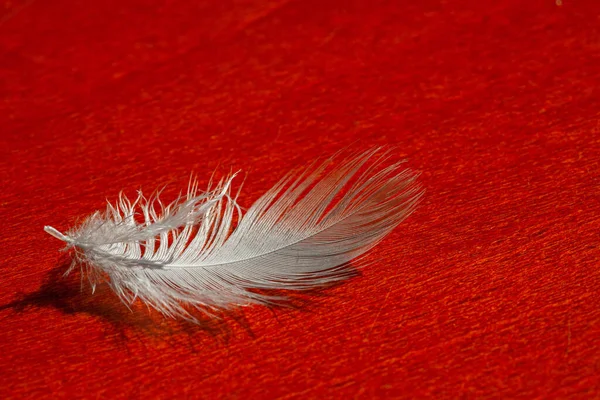 Primer Plano Una Pluma Blanca Yaciendo Sobre Una Superficie Roja —  Fotos de Stock