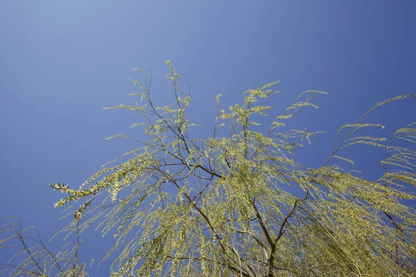 Eine Flache Aufnahme Einer Weide Unter Einem Hellen Himmel — Stockfoto