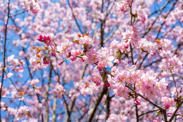 Los Cerezos Florecen Contra Cielo — Foto de Stock