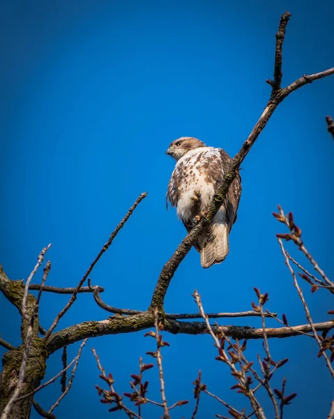 Vertical Shot Falcon Perched Tree Branch Blue Sky Background — Stock Photo, Image