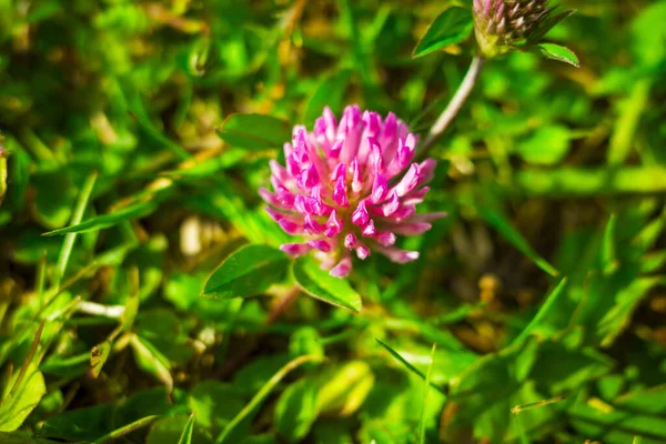 Selective Focus Shot Meadow Clover — Stock Photo, Image