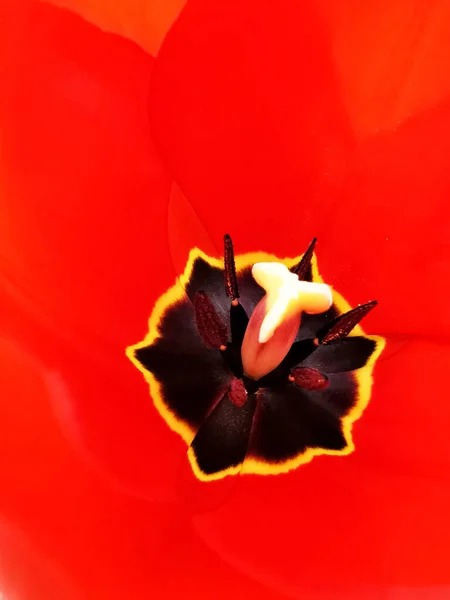 Close Tulipas Coloridas Jardim — Fotografia de Stock