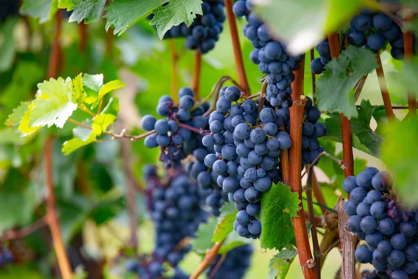 Primer Plano Racimo Uvas Rojas Maduras Con Hojas Verdes Sol —  Fotos de Stock