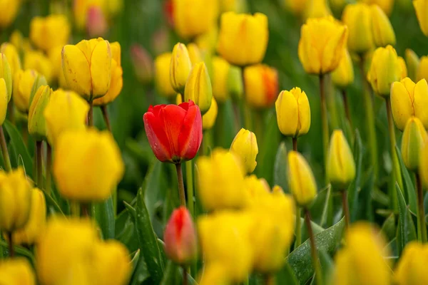 Tulipe Rouge Isolée Dans Champ Jaune — Photo