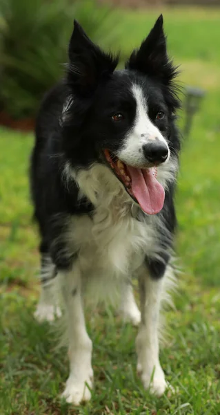 Мягкий Фокус Черно Белой Собаки Стоящей Травянистой Лужайке — стоковое фото