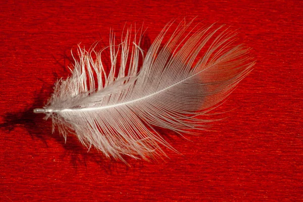 Closeup Shot White Feather Lying Red Surface — Stock Photo, Image