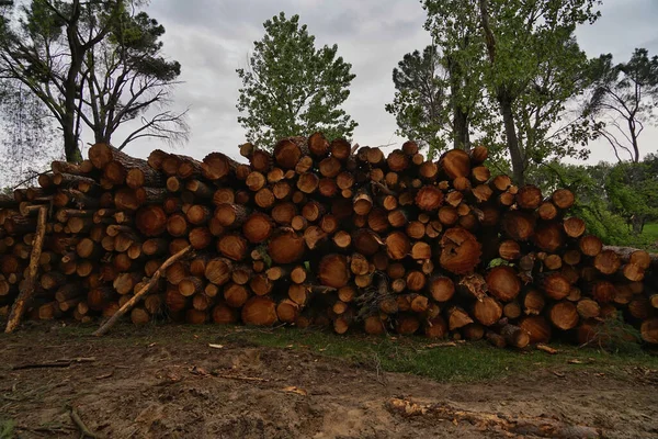 Zbliżenie Ujęcie Stosu Drewnianych Sosen Zielonym Polu — Zdjęcie stockowe