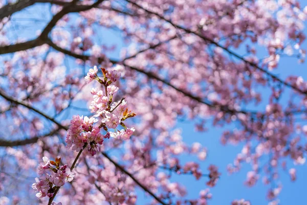 Las Flores Cerezo Contra Cielo Hermoso Fondo Floral Rosa — Foto de Stock