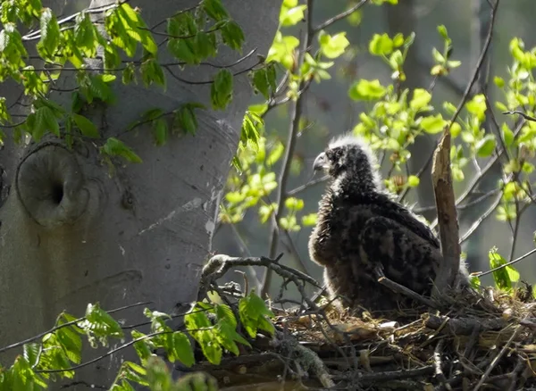 Eine Selektive Fokusaufnahme Eines Ausgewachsenen Falken Einem Nest Auf Einem — Stockfoto