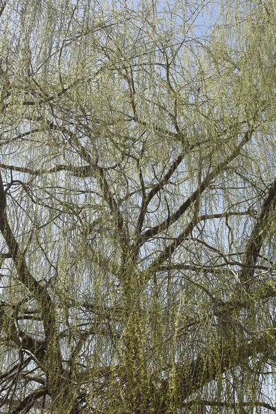明るい空の下で白い柳の木の垂直ショット — ストック写真