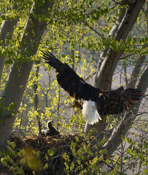 Vacker Utsikt Över Vuxen Bald Eagle Med Hök Ett Ett — Stockfoto