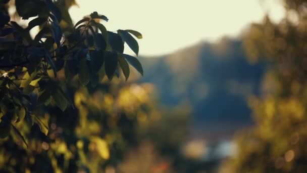 Piękny Jesienny Krajobraz Drzewami Liśćmi — Wideo stockowe