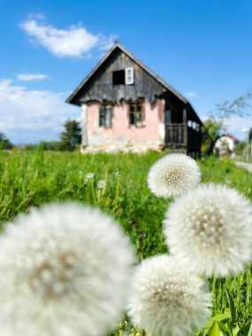 A selective-focus shot of puffy dandelions on the lawn of an old wooden village house clipart