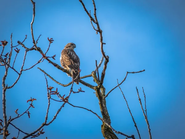 Plan Angle Bas Faucon Perché Sur Une Branche Arbre Avec — Photo