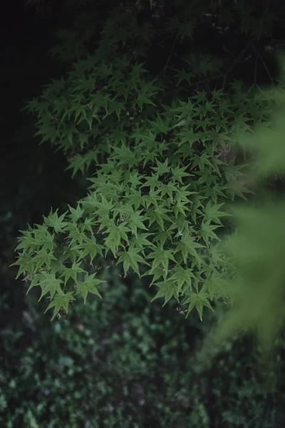 Küçük Japon Akçaağaç Yapraklarının Dikey Görüntüsü — Stok fotoğraf