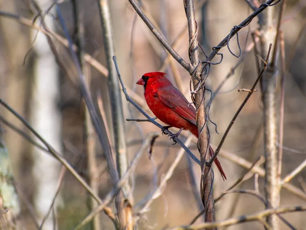 Eine Selektive Fokusaufnahme Eines Nördlichen Kardinalvogels Auf Einem Ast — Stockfoto