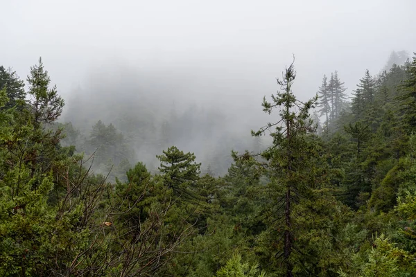 Primer Plano Bosques Verdes Sobre Montañas Con Niebla Bajando — Foto de Stock