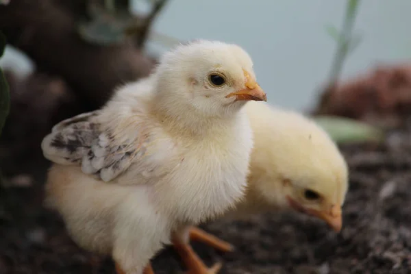 Closeup Shot Cute Yellow Chicks Farm — Stock Photo, Image