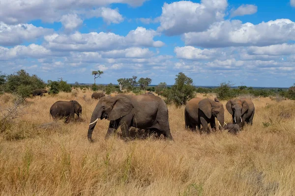 Gros Plan Famille Des Éléphants Dans Safari Sauvage — Photo