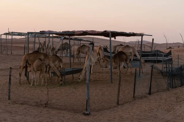 Pustynny Obóz Wielbłądów Zachodzie Słońca — Zdjęcie stockowe