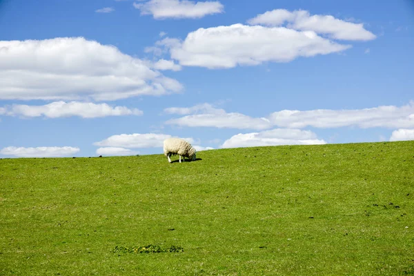 White Sheep Pasture Schleswig Holstein Germany — Stock Photo, Image