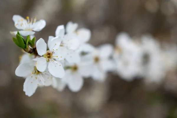 Selektivní Záběr Krásné Kvetoucí Třešňové Větve Rozmazaném Pozadí — Stock fotografie