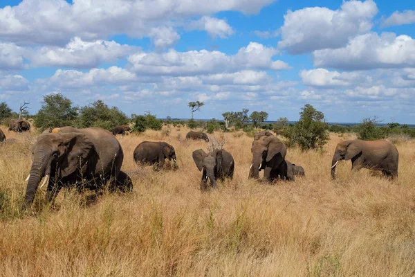 Tiro Perto Família Elefantes Safári Selvagem — Fotografia de Stock