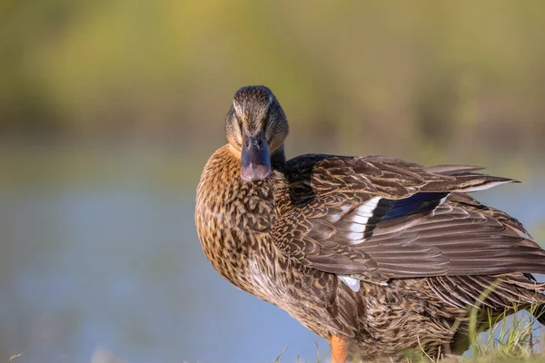 Gros Plan Canard Brun Mignon — Photo