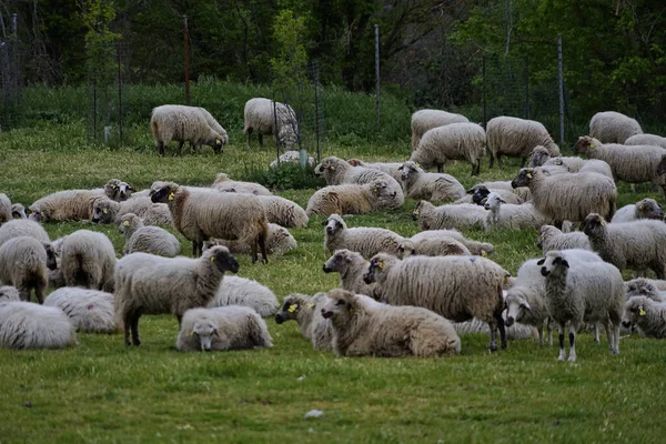 Nahaufnahme Einer Großen Schafherde Die Auf Einem Grünen Feld Weidet — Stockfoto