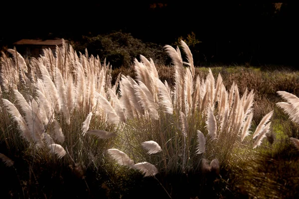 Closeup Shot Beautiful Plumero Plants Garden — Stock Photo, Image