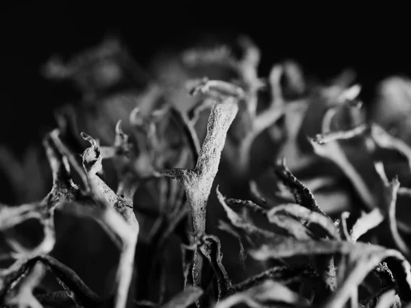 Primer Plano Una Planta Seca Blanca Negra Sobre Fondo Borroso —  Fotos de Stock