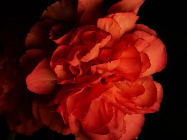 一张漂亮的黄红玫瑰在黑色背景下的特写照片 — 图库照片
