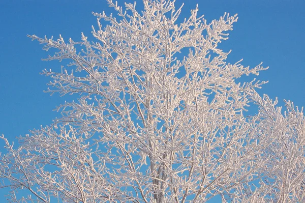 Selective Focus Shot Snowy Tree Branches Blue Sky — Stock Photo, Image