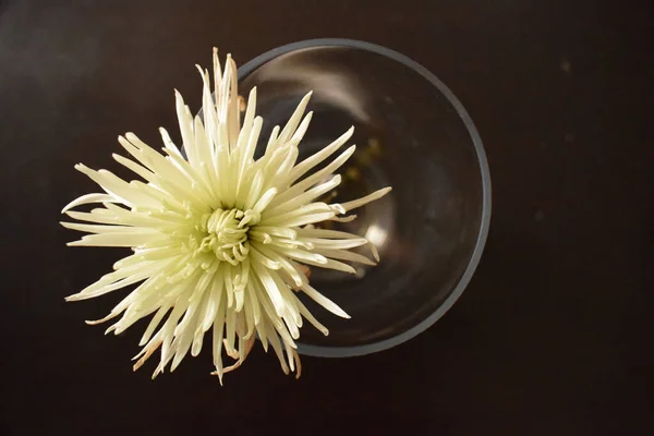 Крупним Планом Квітка Хризантеми Кришталевій Вазі — стокове фото