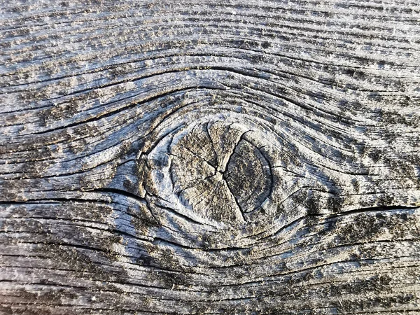 Closeup Shot Tree Bark Texture — Stock Photo, Image