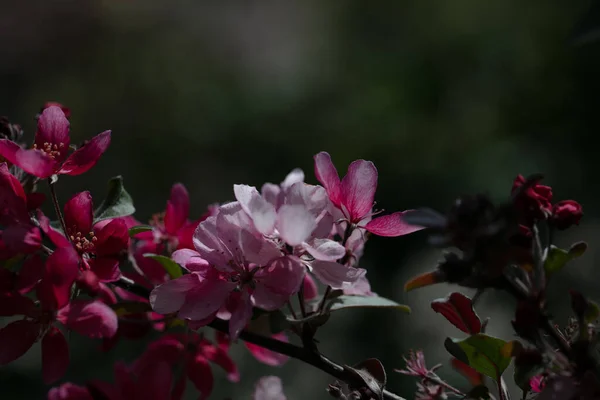 Belles Fleurs Roses Prunus Tenella — Photo