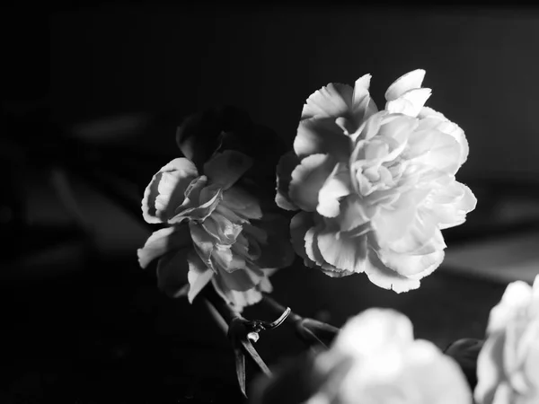 Czarno Biały Strzał Pięknych Róż Czarnym Tle — Zdjęcie stockowe