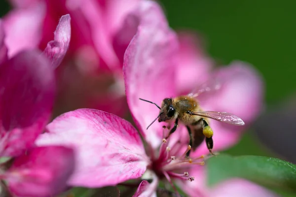 一种欧洲的深色蜜蜂 在粉红的杜鹃花冠上授粉 — 图库照片