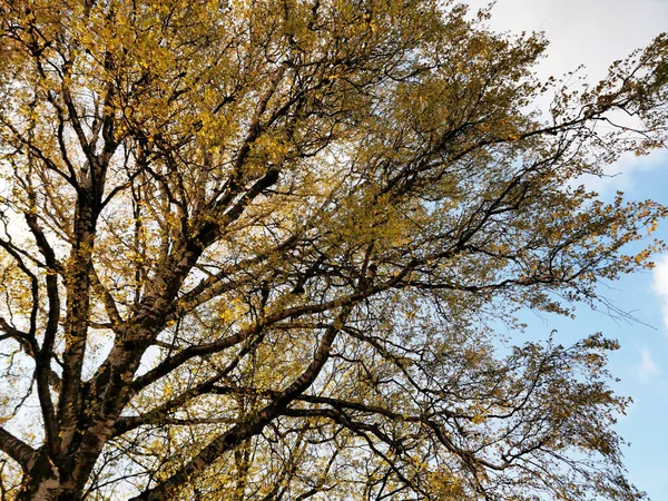 Tiro Ângulo Baixo Árvores Florescendo Uma Mola — Fotografia de Stock