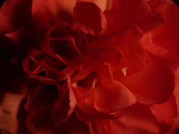 Крупним Планом Красива Жовто Червона Троянда Чорному Тлі — стокове фото