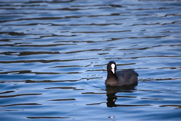 Gros Plan Cygne Noir Sur Les Eaux Bleues Ondulées — Photo