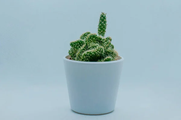 Detailní Záběr Kaktusu Malém Bílém Hrnci — Stock fotografie