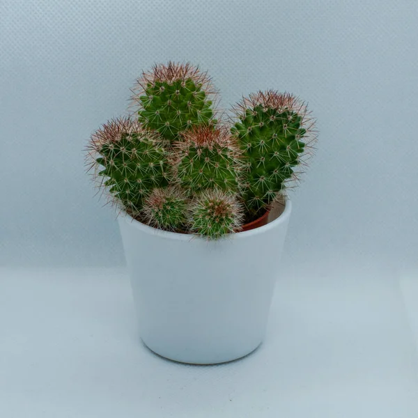 Primer Plano Cactus Una Olla Blanca Pequeña — Foto de Stock