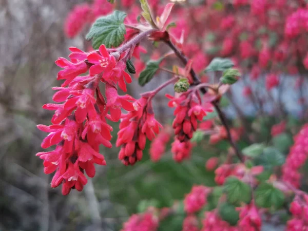 Detailní Záběr Kvetoucí Pulborough Scarlet — Stock fotografie