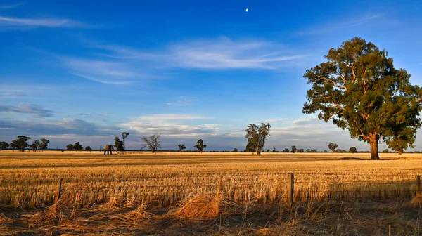 Uma Bela Paisagem Doca Trigo Seco Com Árvores Moinho Vento — Fotografia de Stock