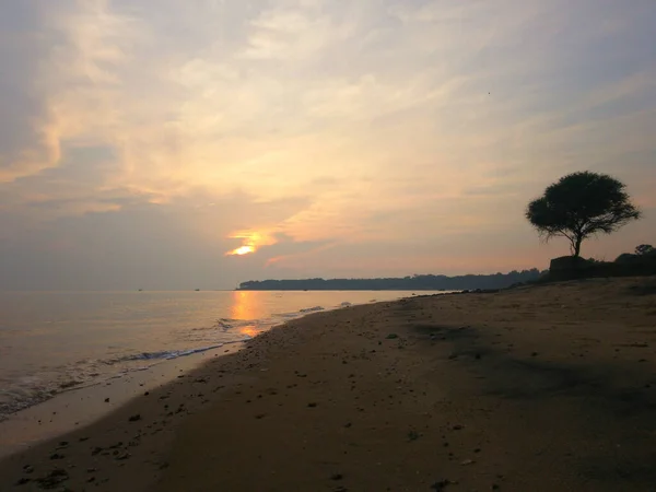 日落时俯瞰大海的孤树 — 图库照片