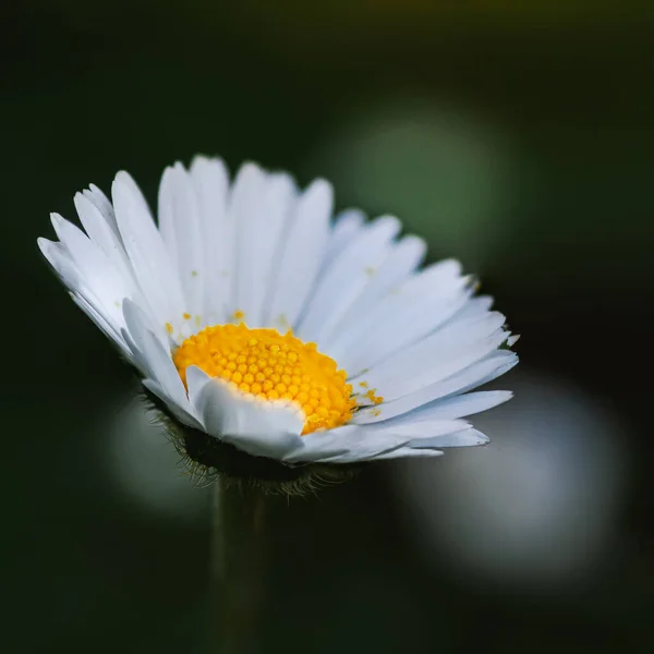 在模糊的背景上 一张美丽的洋甘菊花的特写照片 — 图库照片