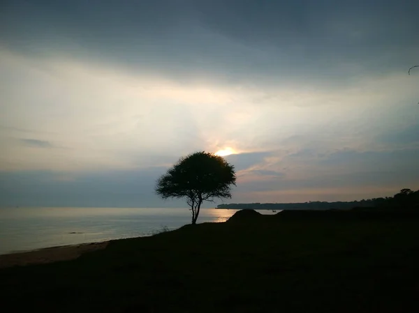 Ett Ensamt Träd Med Utsikt Över Havet Vid Solnedgången — Stockfoto