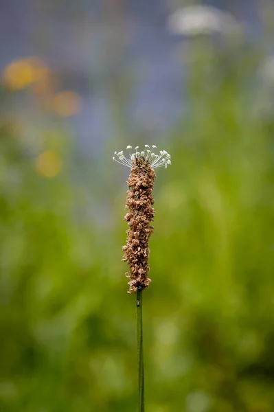 Egy Függőleges Felvétel Egy Barna Növényről Mezőn — Stock Fotó